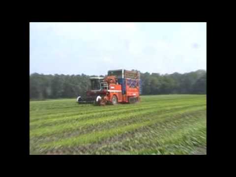 Vandewalle: Spinazie maaien.