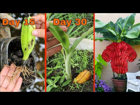 地面にバナナの木を植える 巨大なメコン川の耐寒性バナナ品種