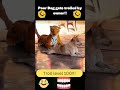 Epic Tiger Prank on Terrified Pup! Hilarious Dog's Reaction!