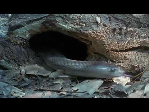 Chordates: We’re All Family #TheShapeOfLife