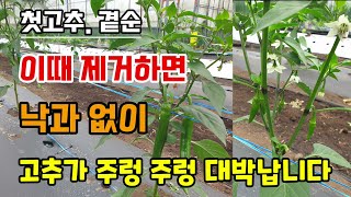 첫고추. 곁순 이때 제거하면 낙과 하나 없이 고추가 주렁주렁 대박납니다 고추키우기