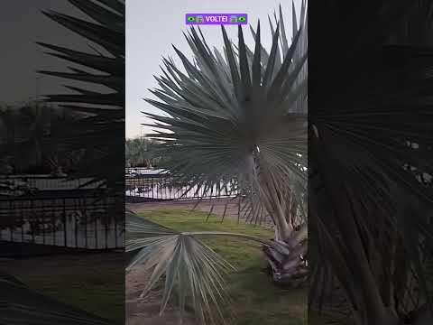 PAU D'ARCO TO🏝️🌳🛣️#musica #norte #tocantins #turismo.