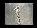 Zoo Opolis 1989 VHS