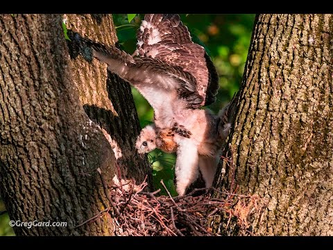 Red-tailed Hawk's nest - Week 4