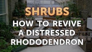 How to Revive a Distressed Rhododendron