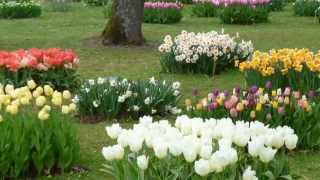 preview picture of video 'Tulpenblüte   Gräflicher Park Bad Driburg 2013'