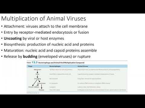 Replication of Animal Viruses Part 1: Attachment, Entry, and Uncoating