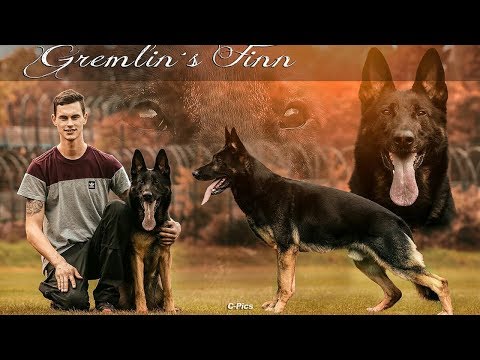 Gremlin's Finn - protection 11/2017