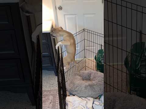Caught my puppy escaping from his pen in 4k