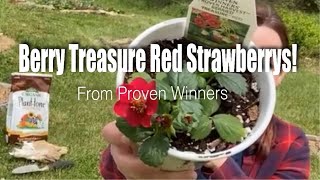 Proven Winners Berry Treasure Red Strawberries | EverCrest