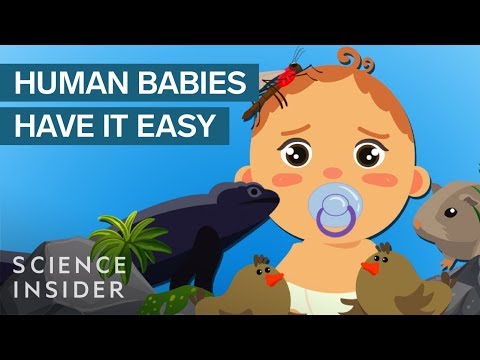 【動物】動物界超強小寶寶，才剛出生就超厲害！ (The 5 Most Extreme Babies In The Animal Kingdom)
