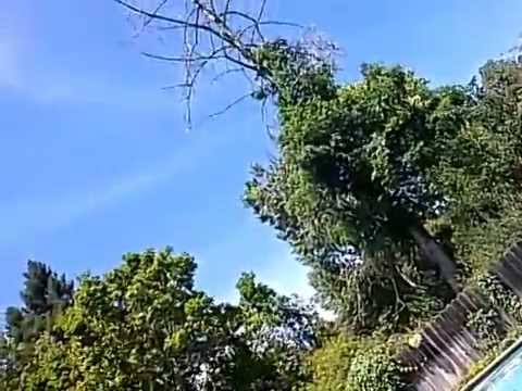 How Salvia Has Changed Me