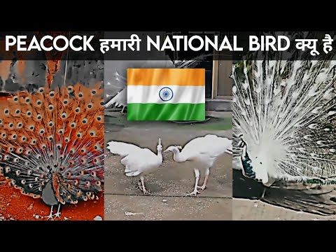 Peacock hi hamara national bird kyu hai?..aap hi dekhlo..🤔🫡 मोर ही हमारा राष्ट्रीय पक्षी क्यू है?...