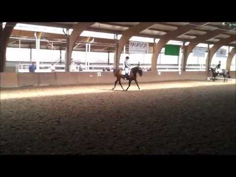 Mandy A Dressur Barlo Bocholt