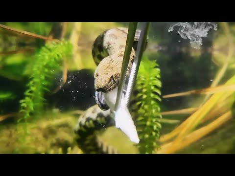 Užovka vodná (Natrix tessellata) — Dice Snake, podvodný lov rýb