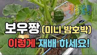 미니 단호박))