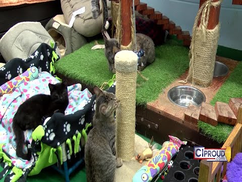 Cat personalities play role in adoption process, experts say