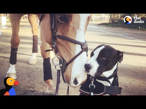 Dog Thinks He's Actually A Horse | The Dodo Odd Couples