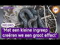 Bedreigde slangensoort doet het 'spectaculair' goed langs de A12