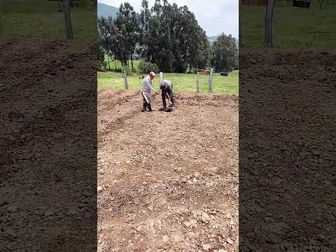 sembrando arbeja desde cogua cundinamarca colombia