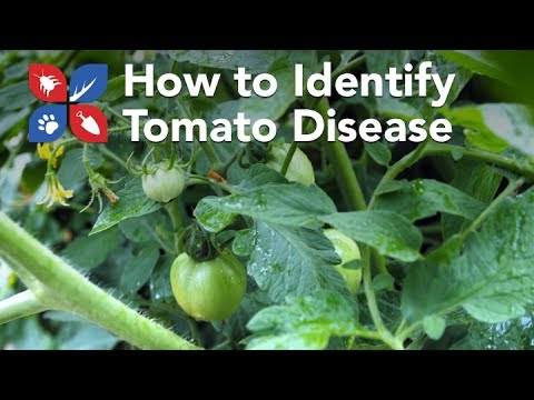  Do My Own Gardening - How to Identify Tomato Disease Problems  Video 