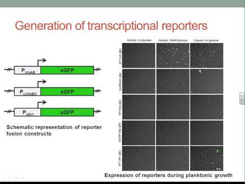 BioFlux Webinar: Using the BioFlux1000 Microfluidic System to Examine Gene Expression in Staphyl...