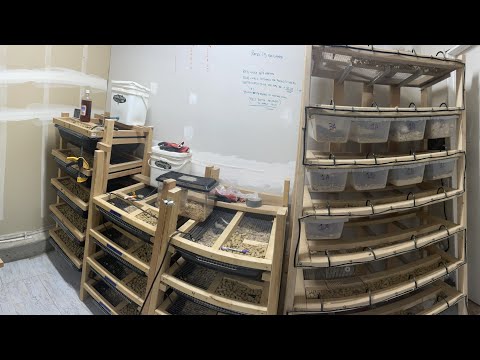 Rat room tour and breeding/ my rat set up