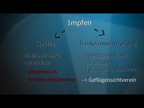 Rechtliches bei der Hühnerhaltung; Impfen, Anmelden, Baurecht / Zwerghühner Kunstbrut