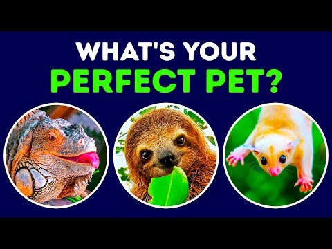 What Kind of Pet Matches Your Personality