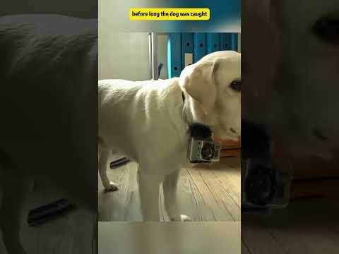 A Dog’s Wild Ways and Sudden Realization  #DogLife #PetDrama #LoyaltyMatters #FunnyAnimals #foryou
