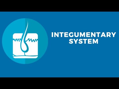 Integumentary System