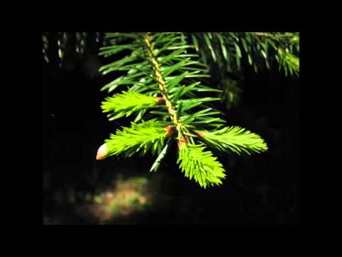 J.M.K.E. - Kuuse all