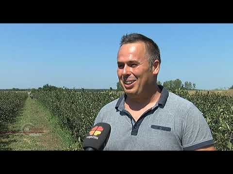 VUKOVARSKA KRONIKA 17.08.2020.