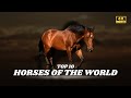 Top 10 The Best Horse Breeds For Trail Riding ️ Music2025 Horses Love Top2025 Music 10best