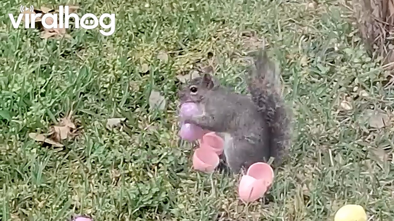 Easter Egg Hunt For Yard Squirrels || ViralHog
