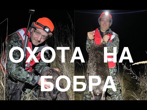 Охота на бобра