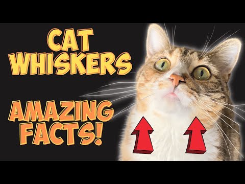 What Do Cat Whiskers Tell You? | Fun Facts About Cats!