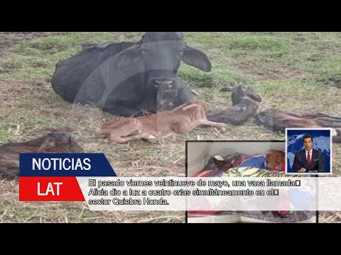 ¡Milagro en Antioquia! Vaca da a luz a cuatrillizos en Nariño