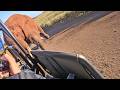 Calm Elephant Bull Turns Aggressive In A Second
