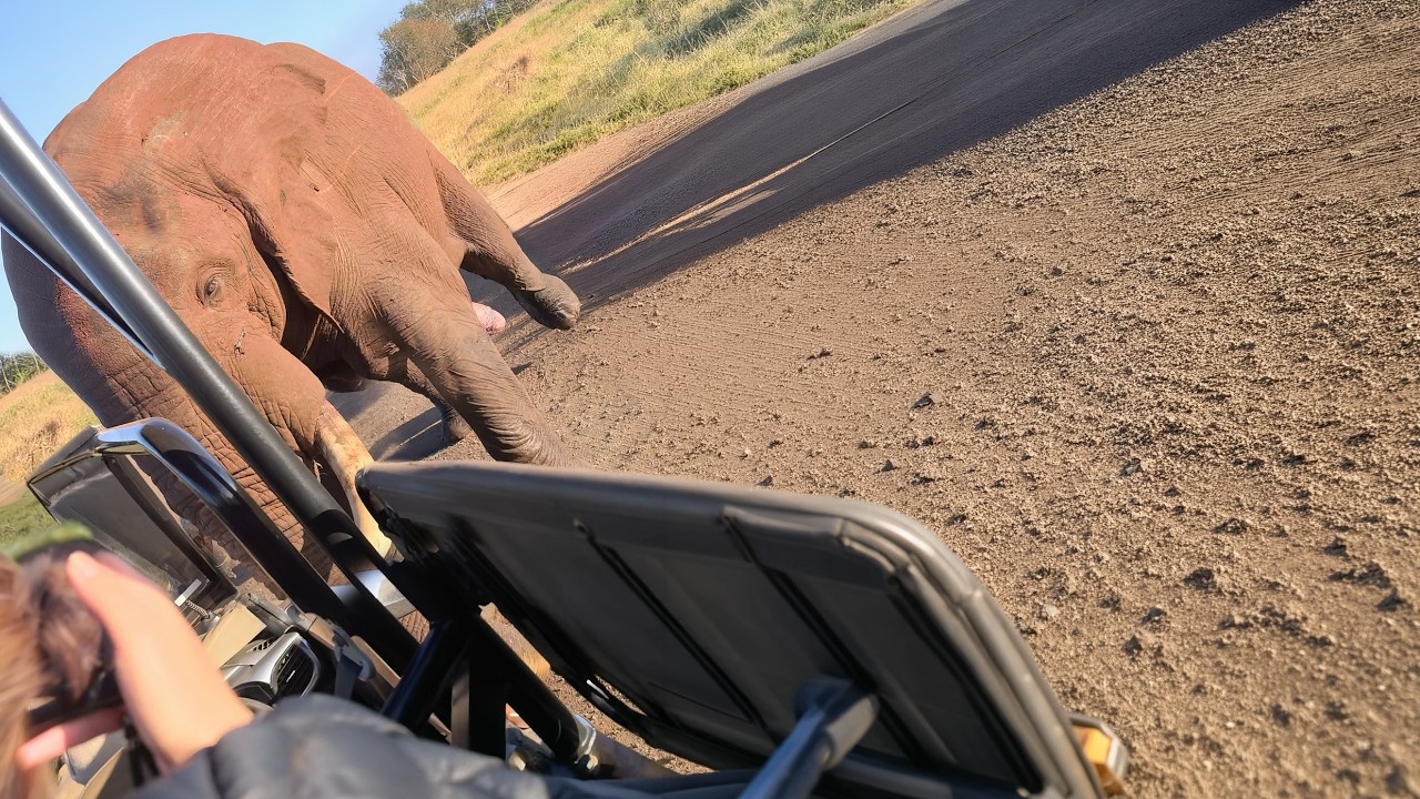 Calm Elephant Bull Turns Aggressive in a Second