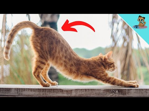 THIS Is Why Cats Lift Their Backs When Petted!