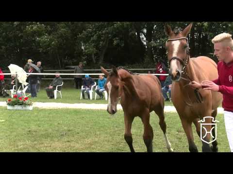 SE031 Hengstfohlen von Casall   Quinar   Ramiro