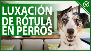 🐕 Luxación de Rótula en Perros - Qué Es, Síntomas, Diagnóstico y Tratamiento 🦴🐕