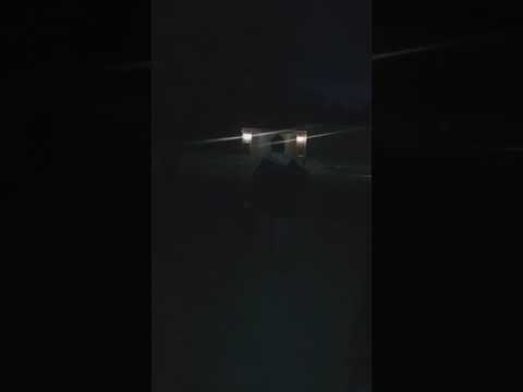 New giant panda XXL 6 inch canister Shell's