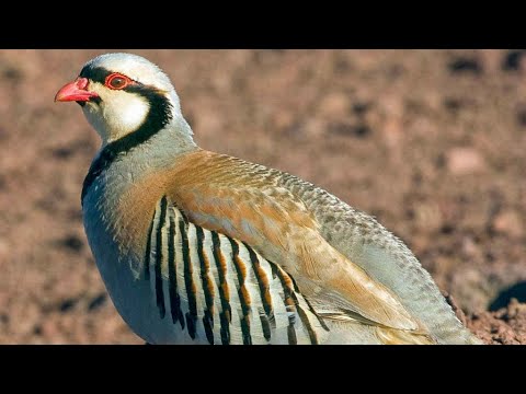 Chukar Partridge male sound — Alectoris chukar