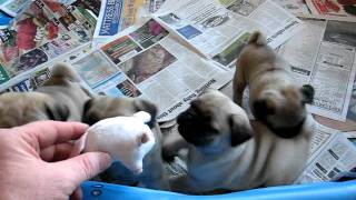 Pug puppy playtime!