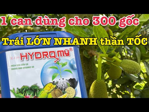 Cách Nuôi trái MÍT THÁI para NHANH không lo SUY CÂY