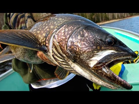 A Tale Of Four Fishes - A Trip To Air Dale Lodge