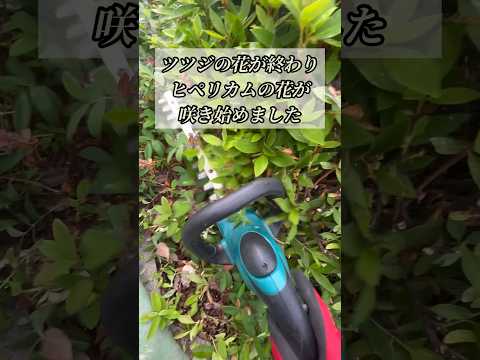 春に剪定すべきではない植物はどれですか?またその理由は何ですか?  庭園