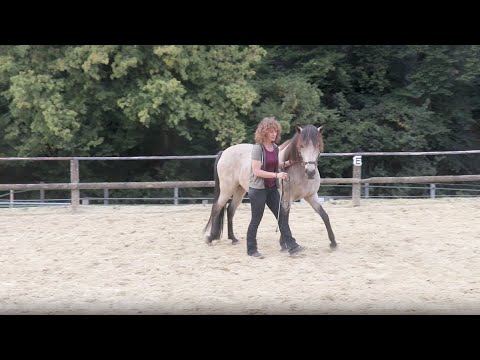 Seitengänge mit dem Pferd - Schritt für Schritt Anleitung